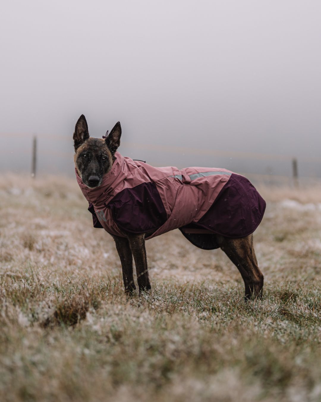Glacier 3.0 dog jacket